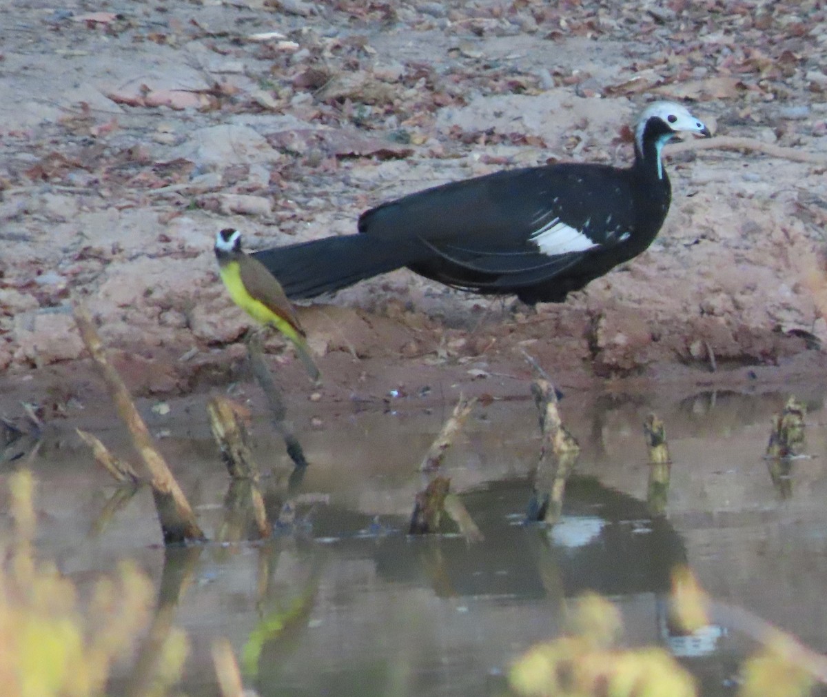 White-throated Piping-Guan - ML623325980