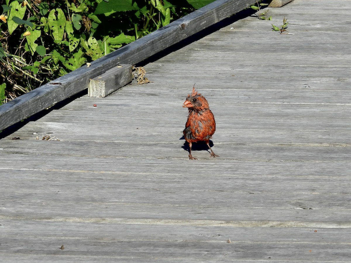 Northern Cardinal - ML623325982