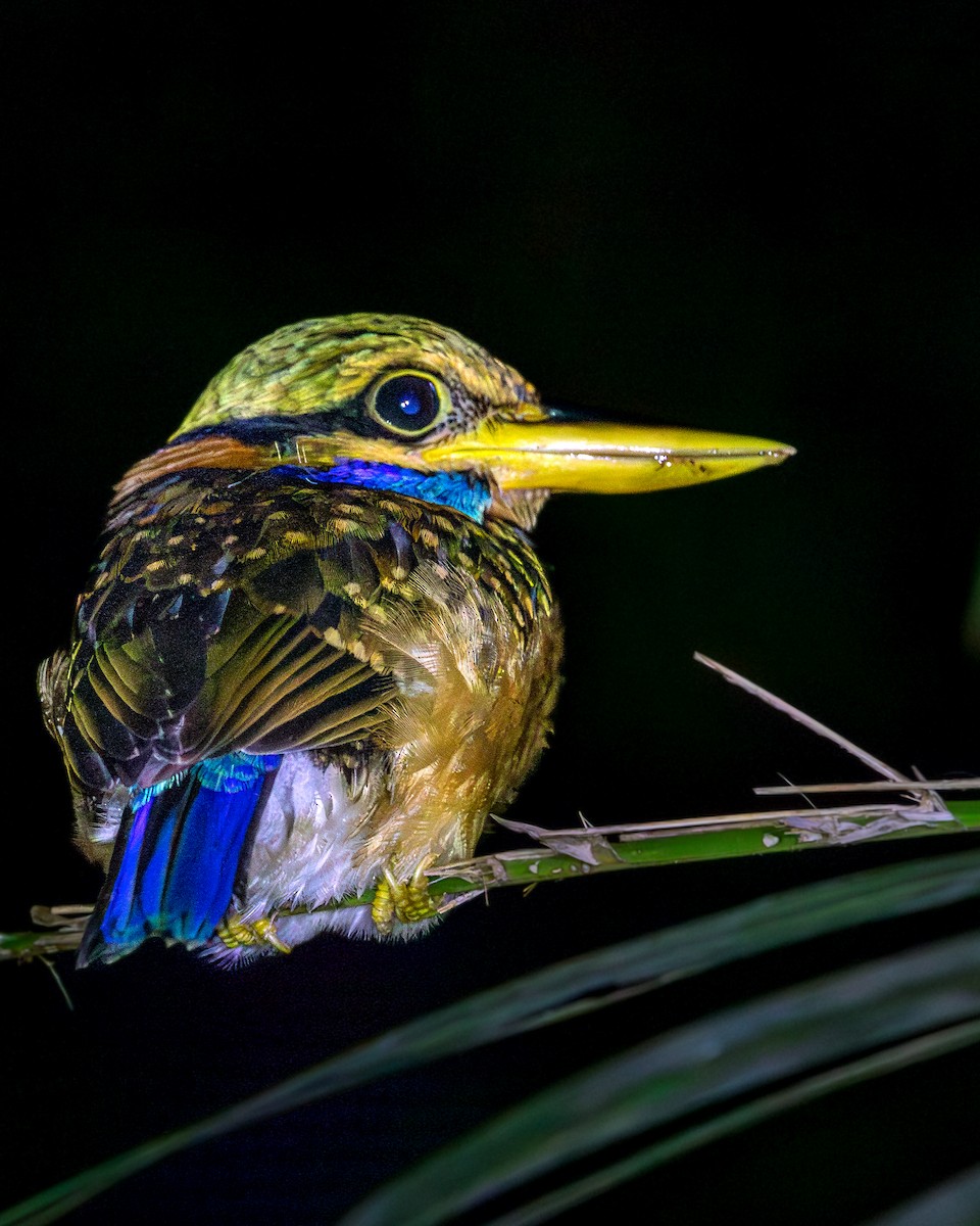 Rufous-collared Kingfisher - ML623325983