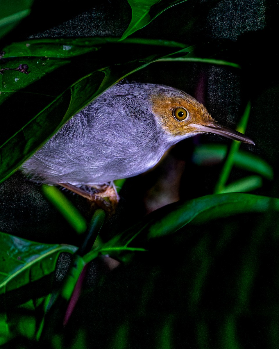 Rufous-tailed Tailorbird - ML623325985