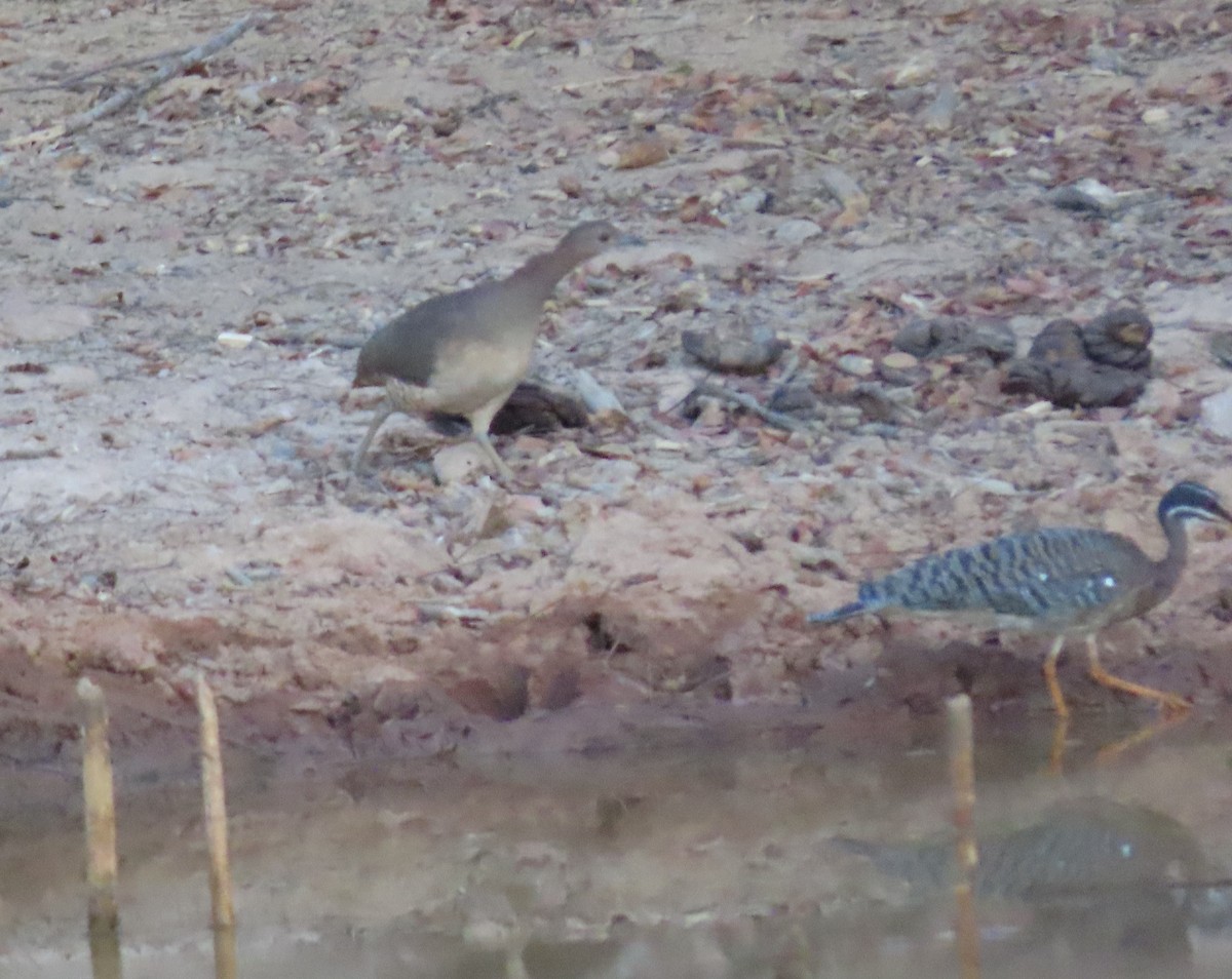 Undulated Tinamou - ML623326028