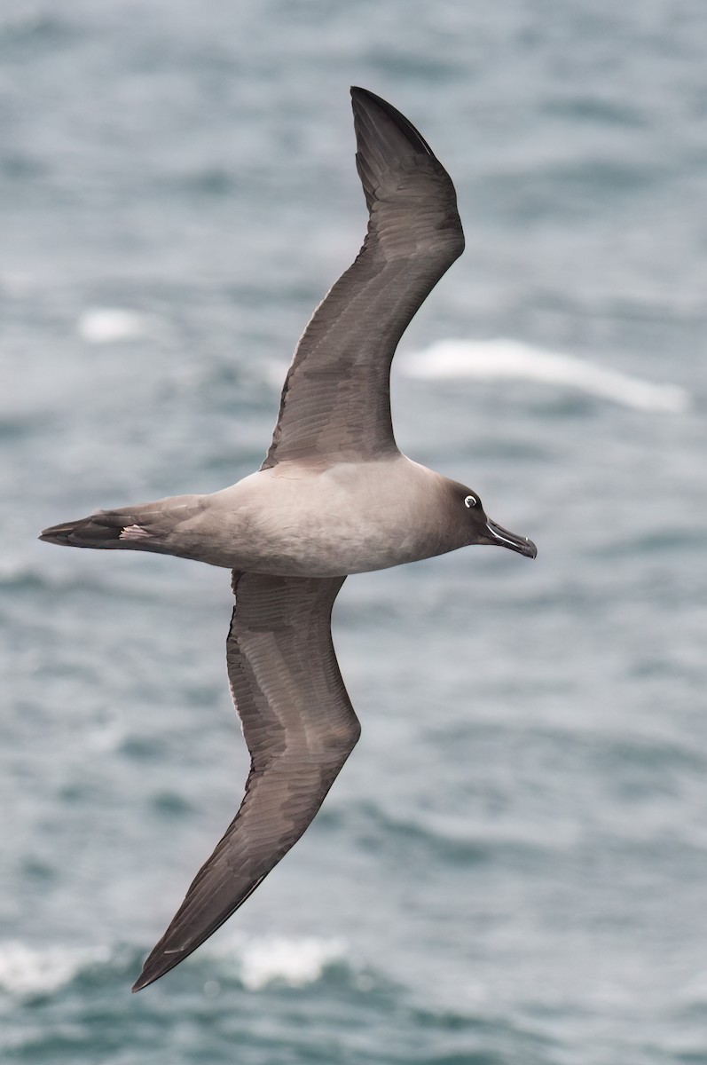 Light-mantled Albatross - ML623326052