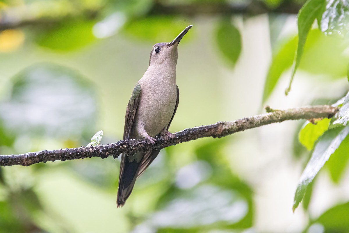 Wedge-tailed Sabrewing - ML623326075