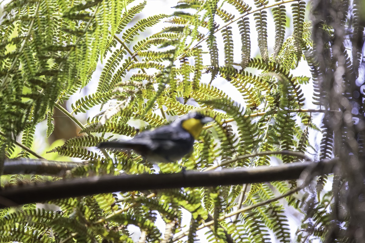 Purplish-mantled Tanager - ML623326150