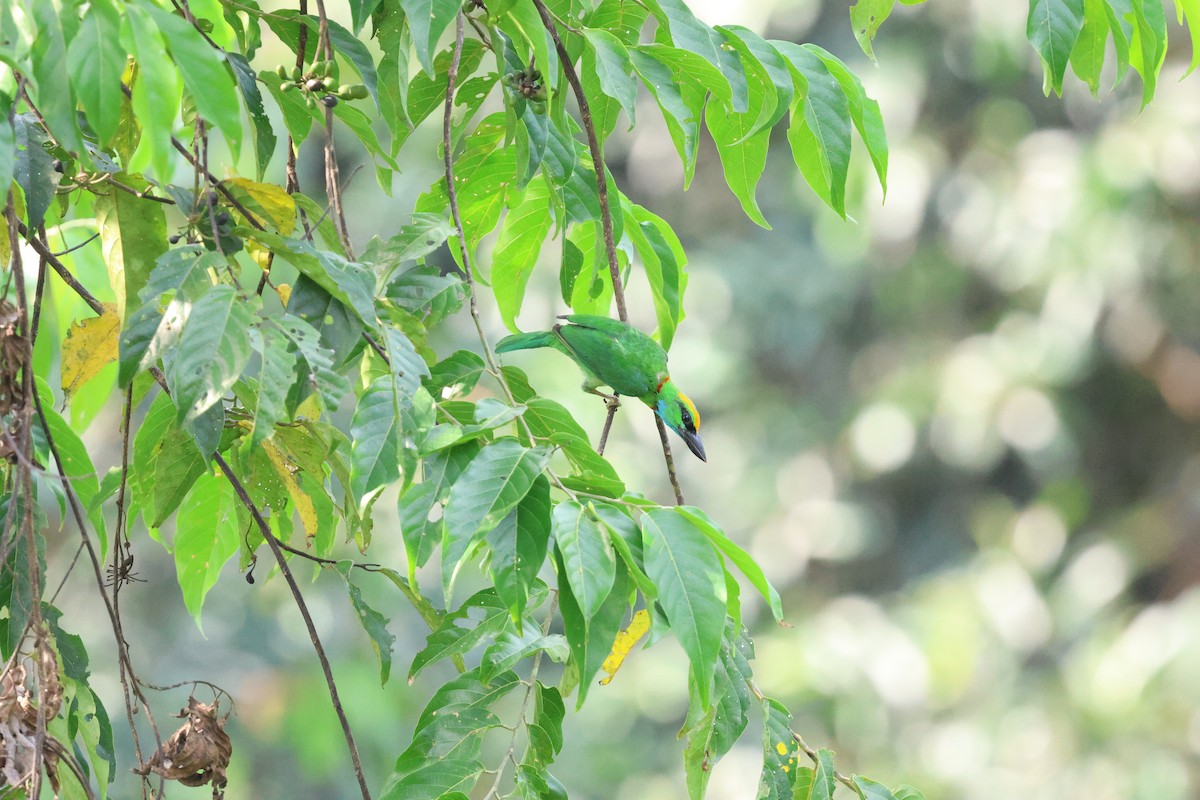 Yellow-crowned Barbet - ML623326191