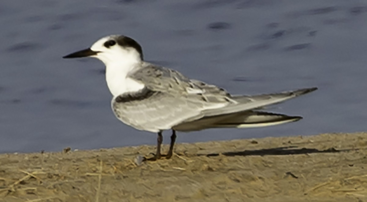 Эгэл хараалай - ML623326193