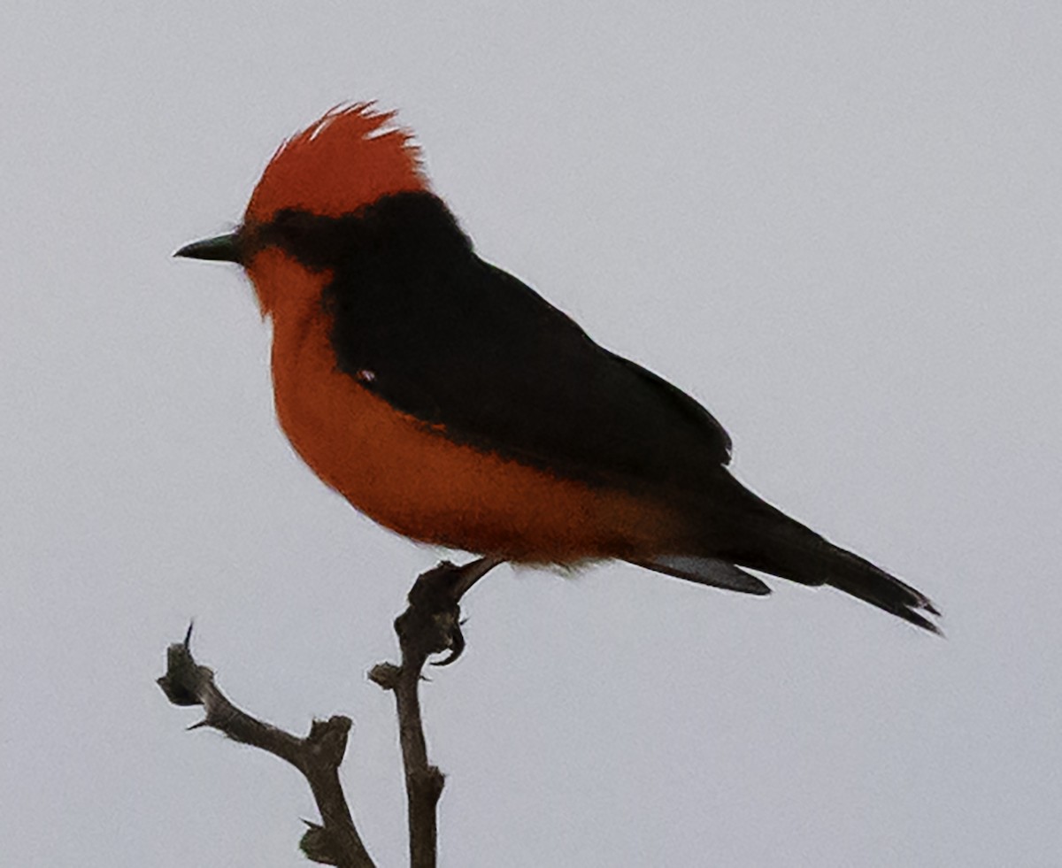 Vermilion Flycatcher (saturatus) - ML623326237