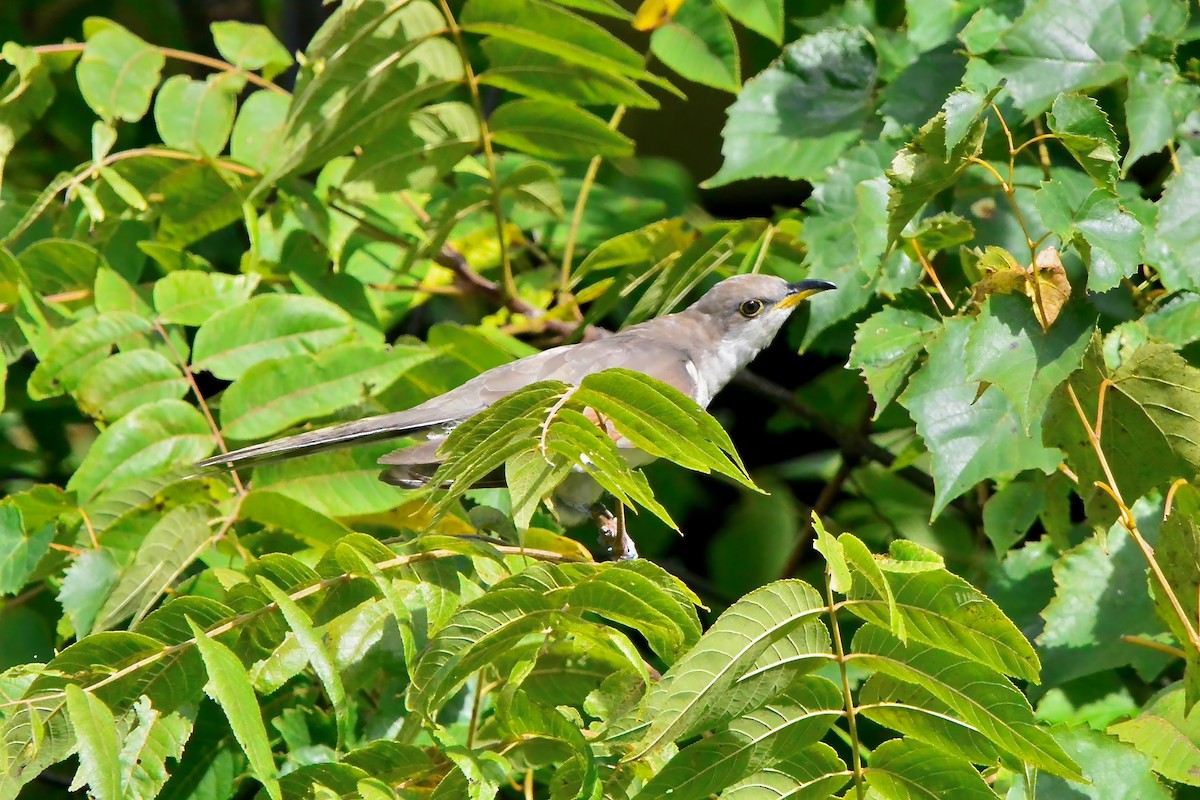 Yellow-billed Cuckoo - ML623326246