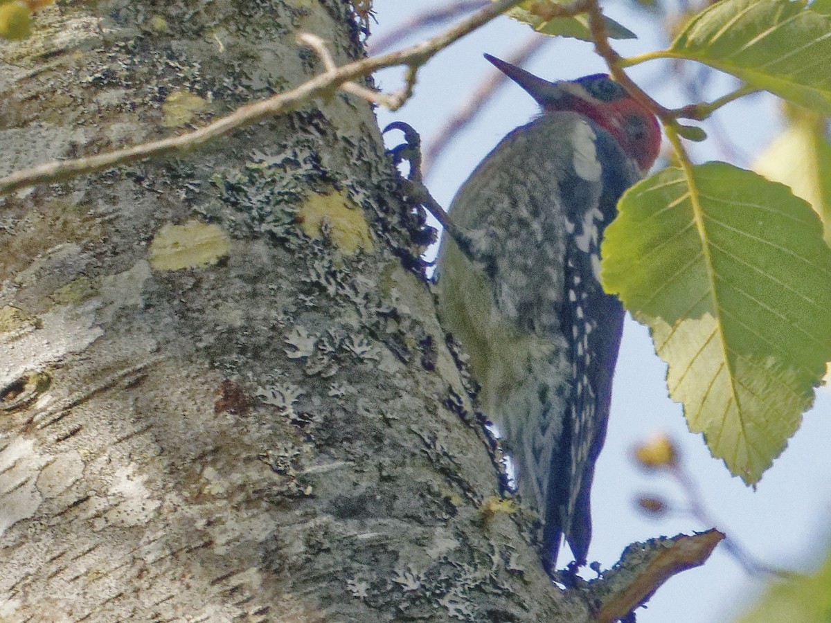 Red-breasted Sapsucker - ML623326270