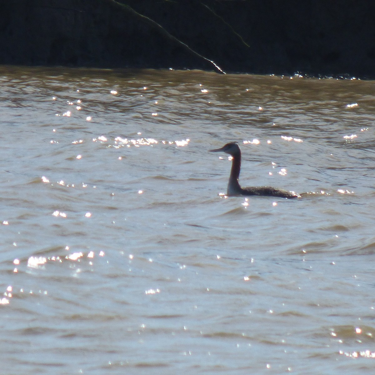 Great Grebe - ML623326281