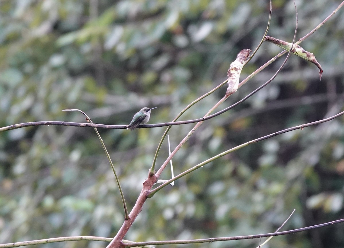 Ruby-throated Hummingbird - ML623326282