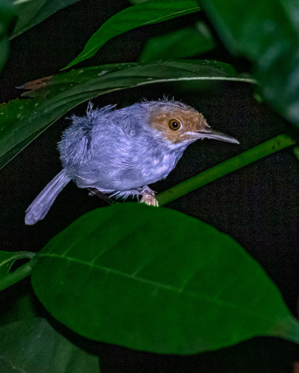 Rufous-tailed Tailorbird - ML623326283