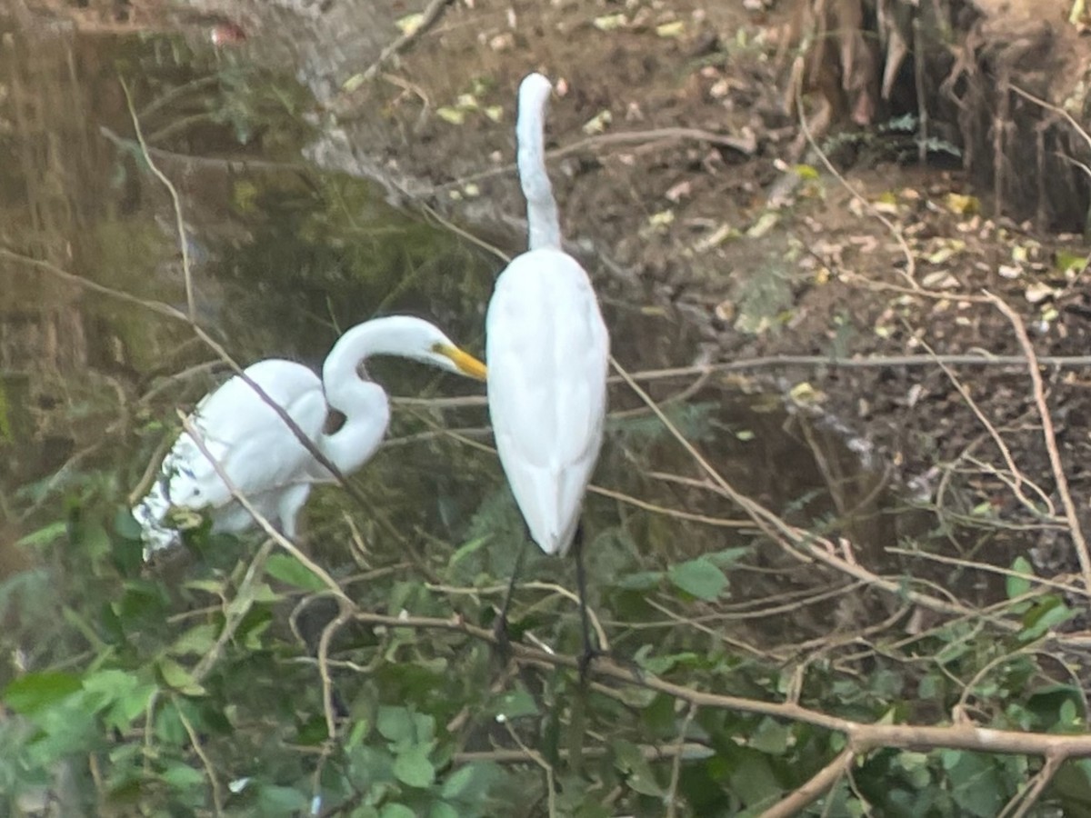 Great Egret - ML623326297