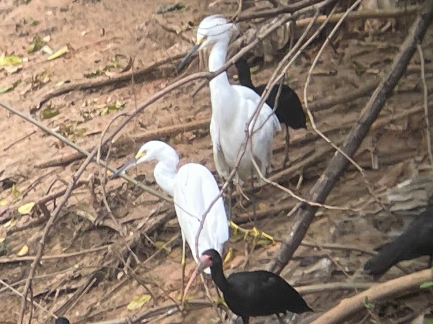 Snowy Egret - ML623326300