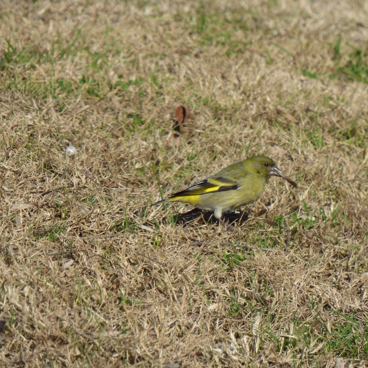 Hooded Siskin - ML623326327