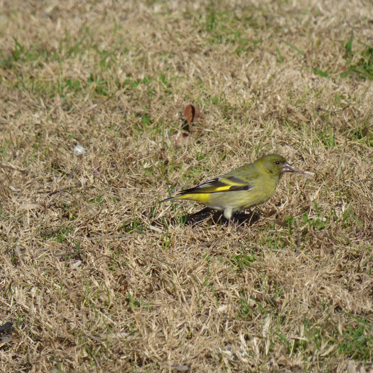 Hooded Siskin - ML623326328