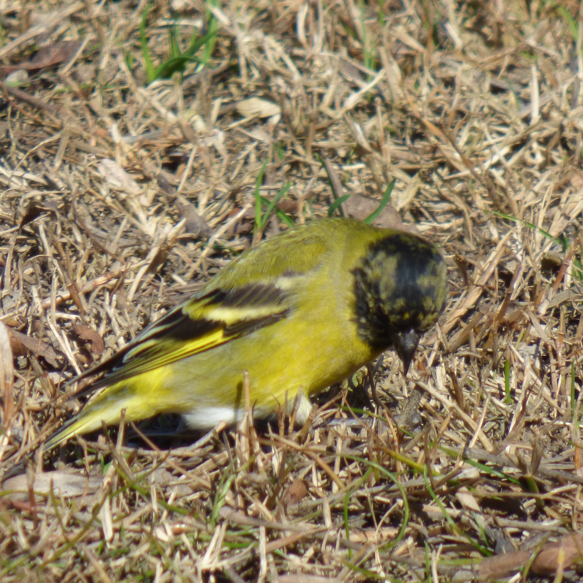 Hooded Siskin - ML623326329