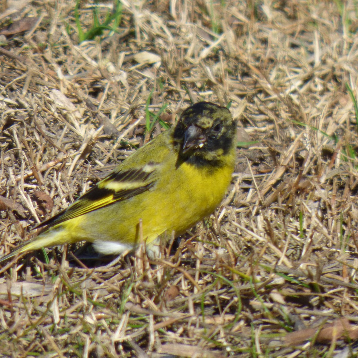 Hooded Siskin - ML623326330