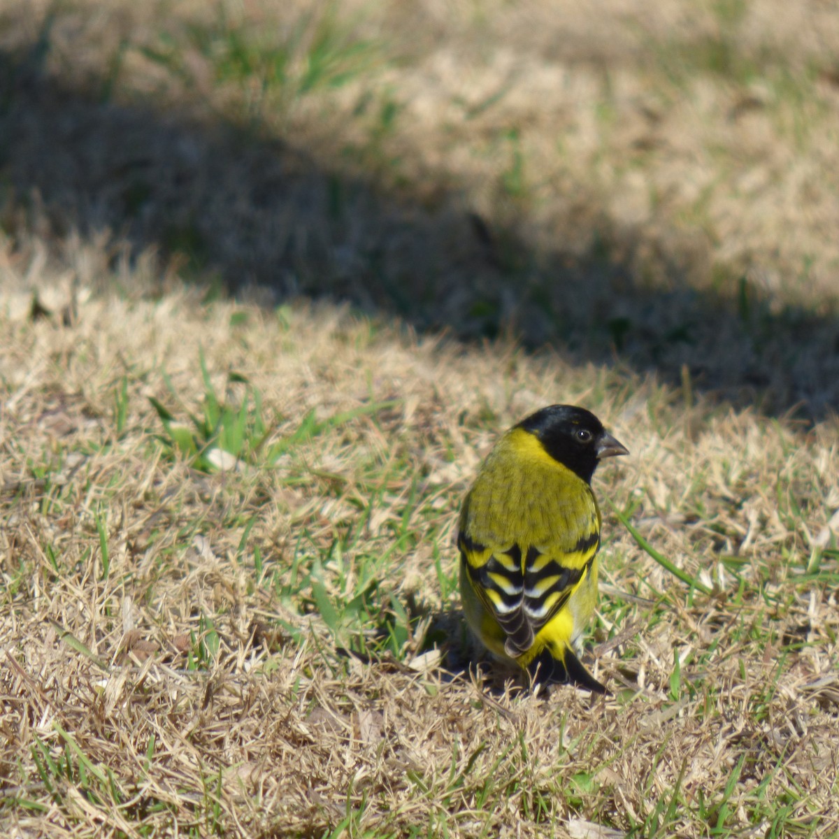 Hooded Siskin - ML623326331