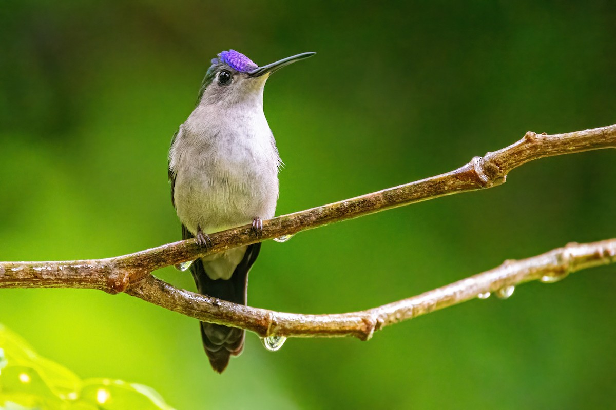 Colibrí Ruiseñor - ML623326391