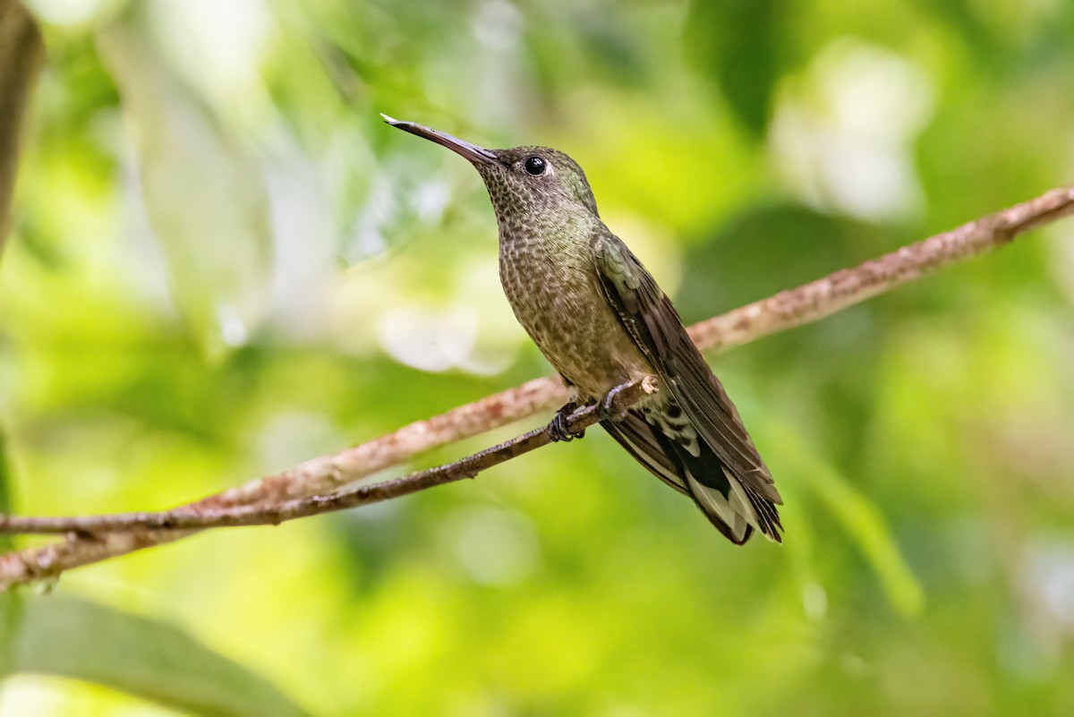 Scaly-breasted Hummingbird - ML623326413