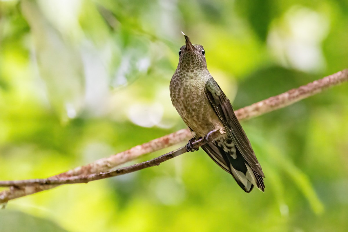 Scaly-breasted Hummingbird - ML623326417