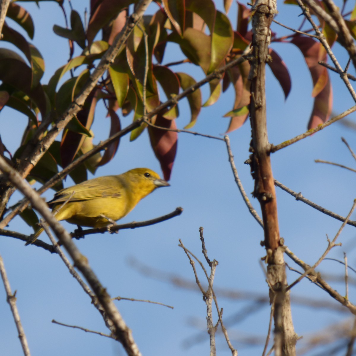 Hepatic Tanager - ML623326436