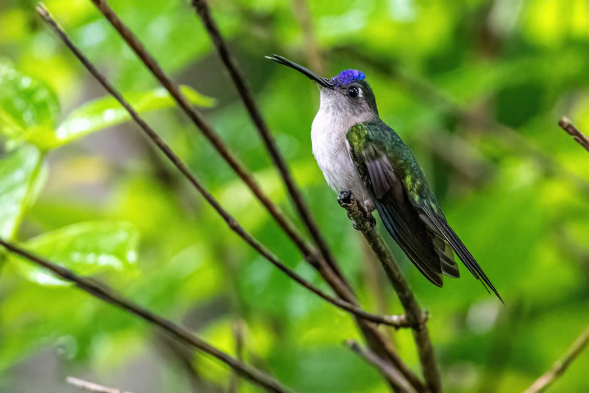 Wedge-tailed Sabrewing - ML623326453