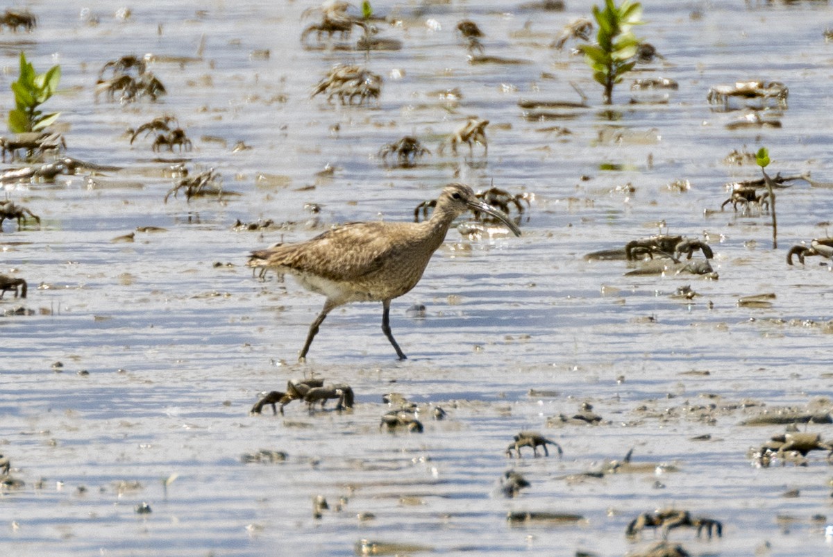 Courlis corlieu (variegatus/rogachevae) - ML623326471