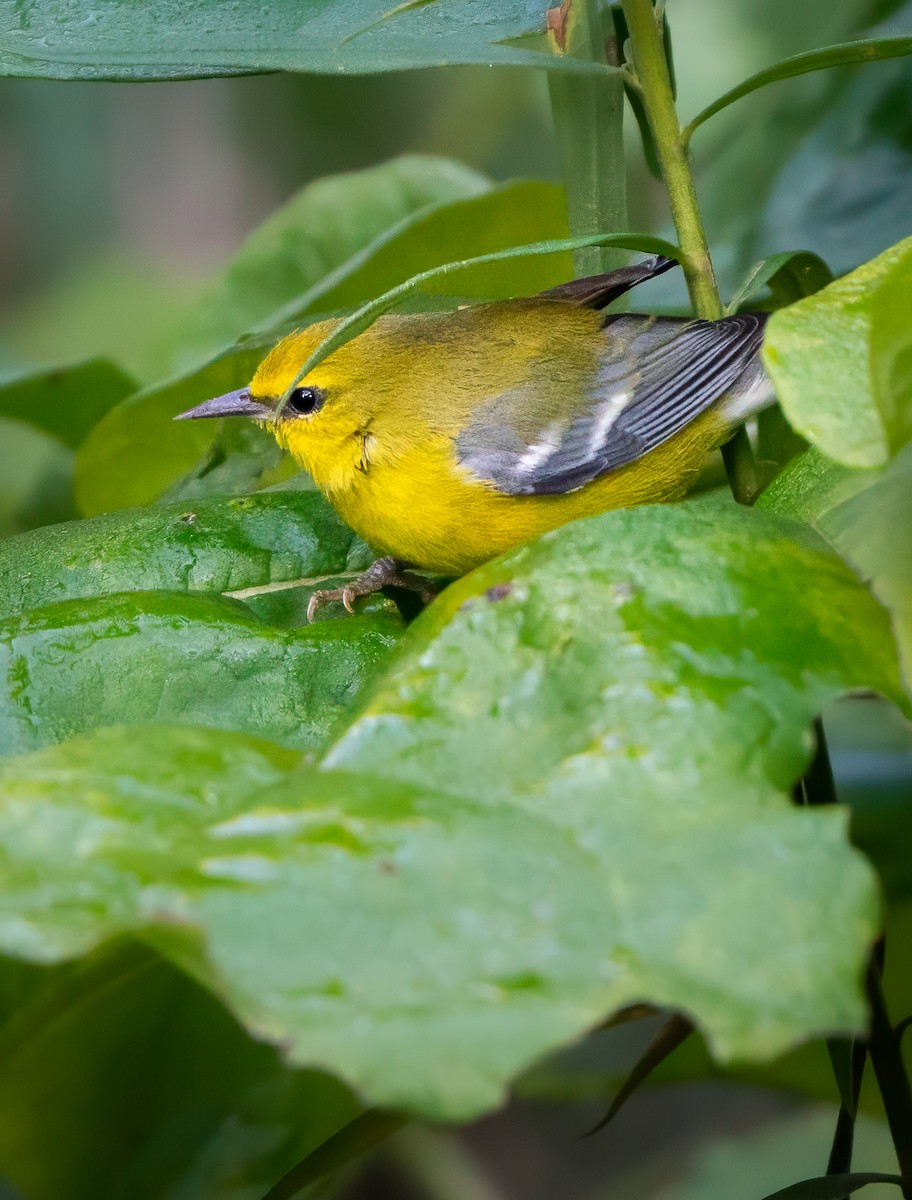 Blue-winged Warbler - ML623326478