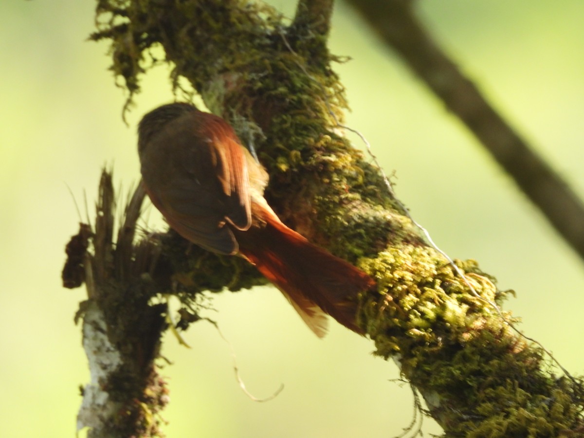 Ash-browed Spinetail - Andy Ruiz Peña