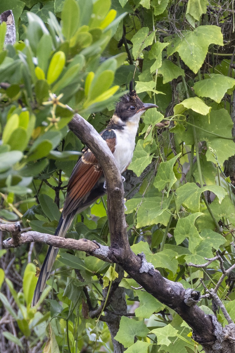 Chestnut-winged Cuckoo - Charlie Bostwick