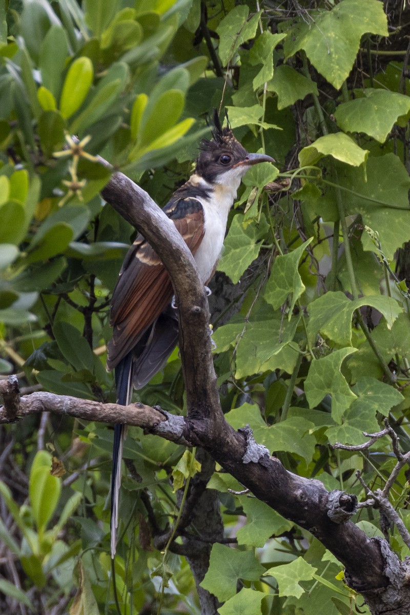 Chestnut-winged Cuckoo - Charlie Bostwick