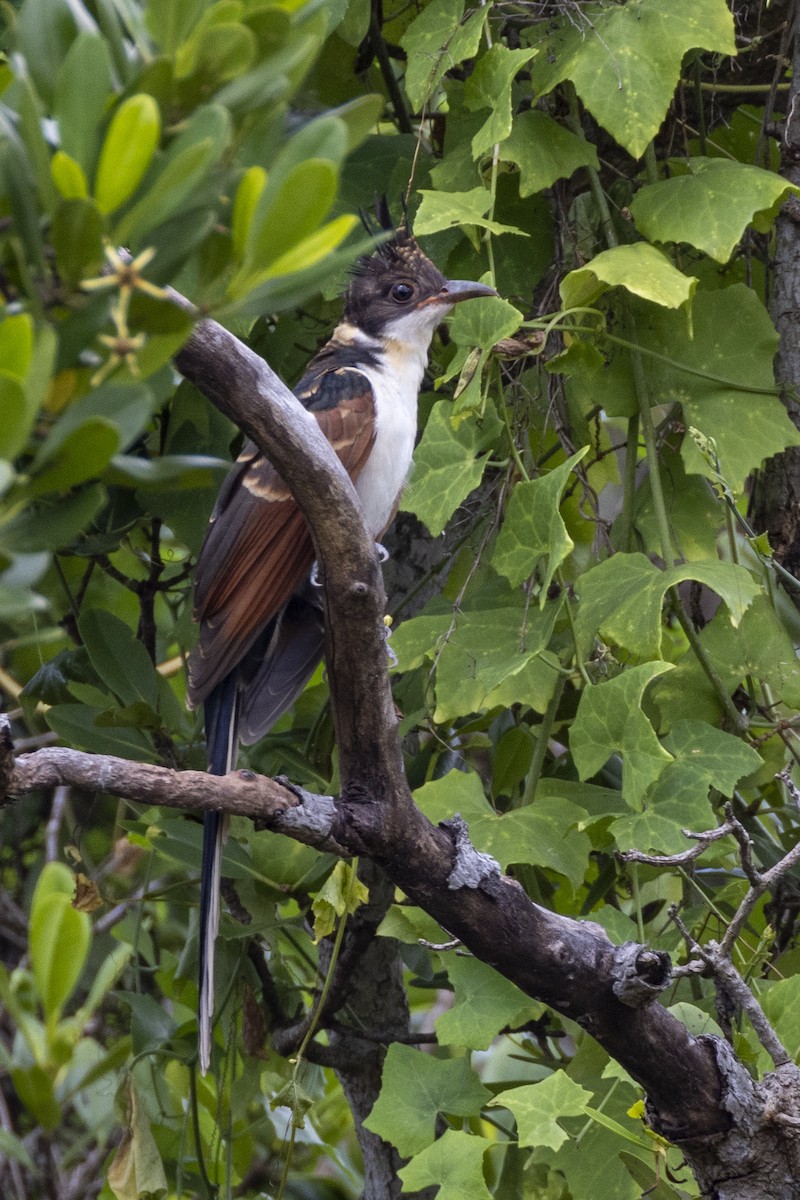 Chestnut-winged Cuckoo - ML623326552