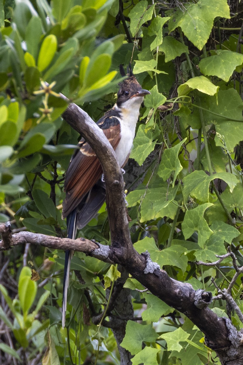 Chestnut-winged Cuckoo - ML623326553