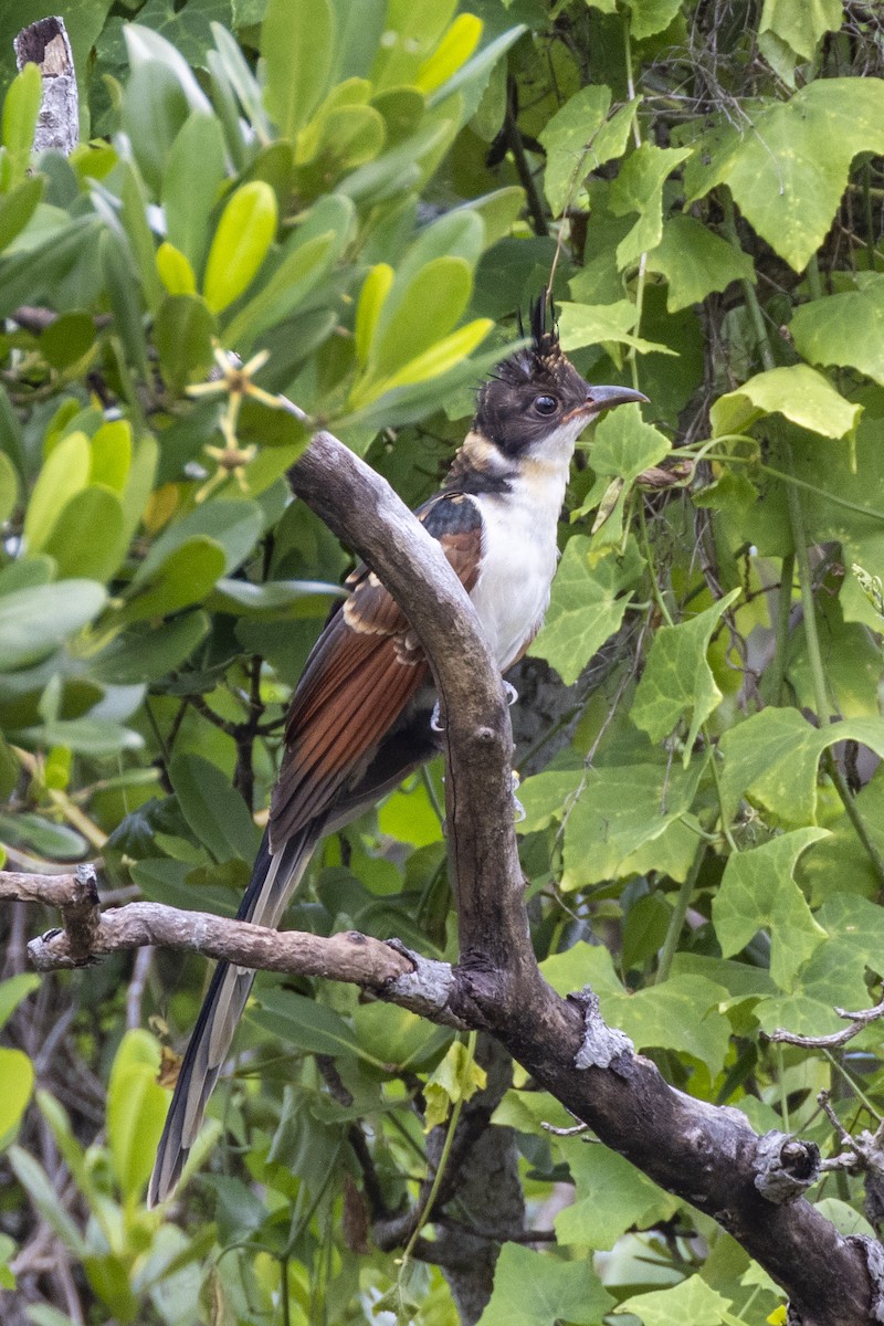 Chestnut-winged Cuckoo - ML623326554