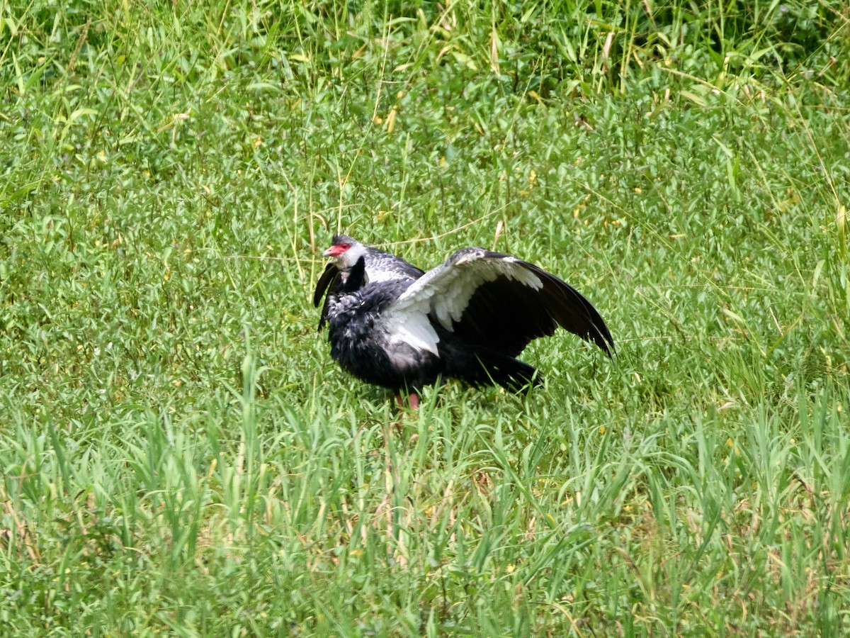 Northern Screamer - ML623326556