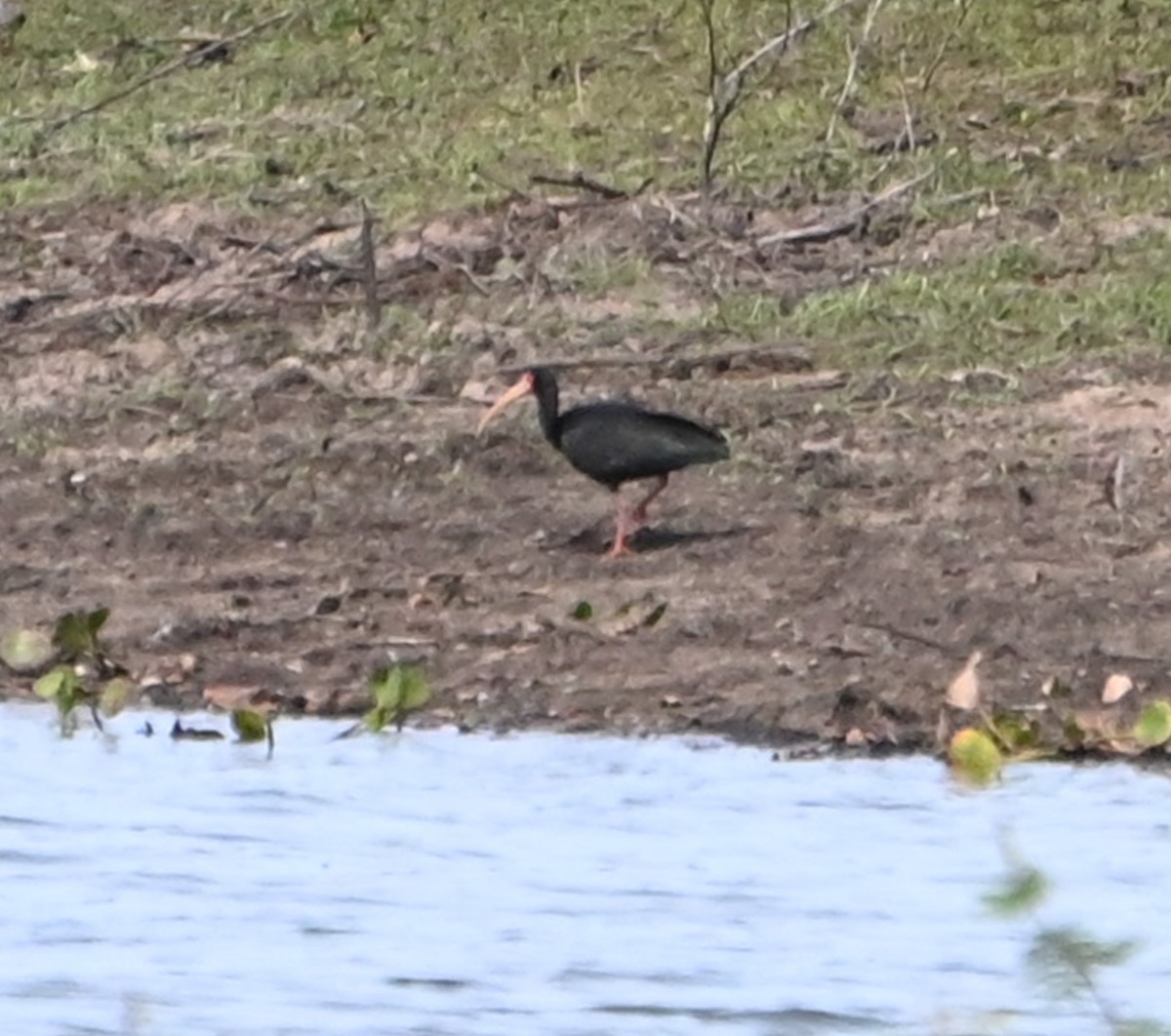 Bare-faced Ibis - ML623326572