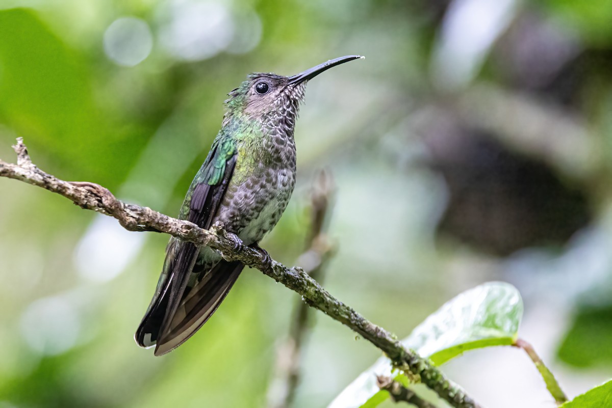 Scaly-breasted Hummingbird - ML623326603