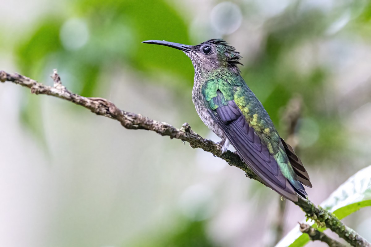 Scaly-breasted Hummingbird - ML623326608