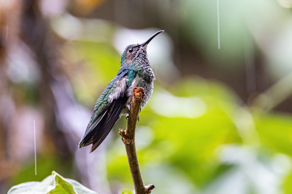 Scaly-breasted Hummingbird - ML623326613