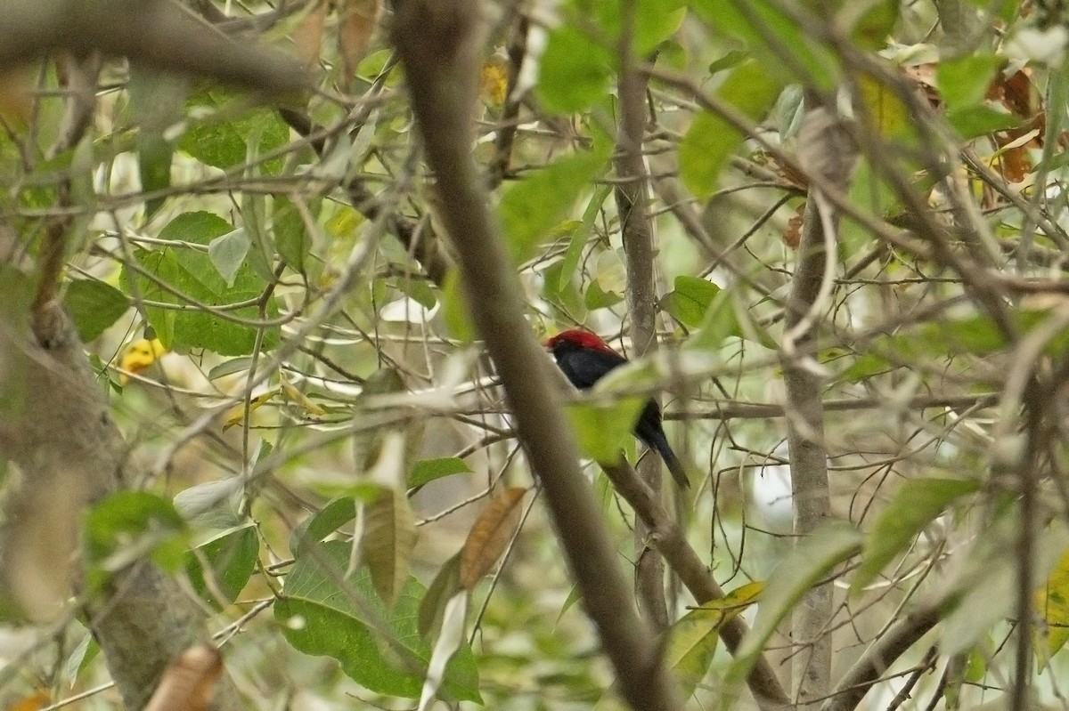 Helmeted Manakin - ML623326617