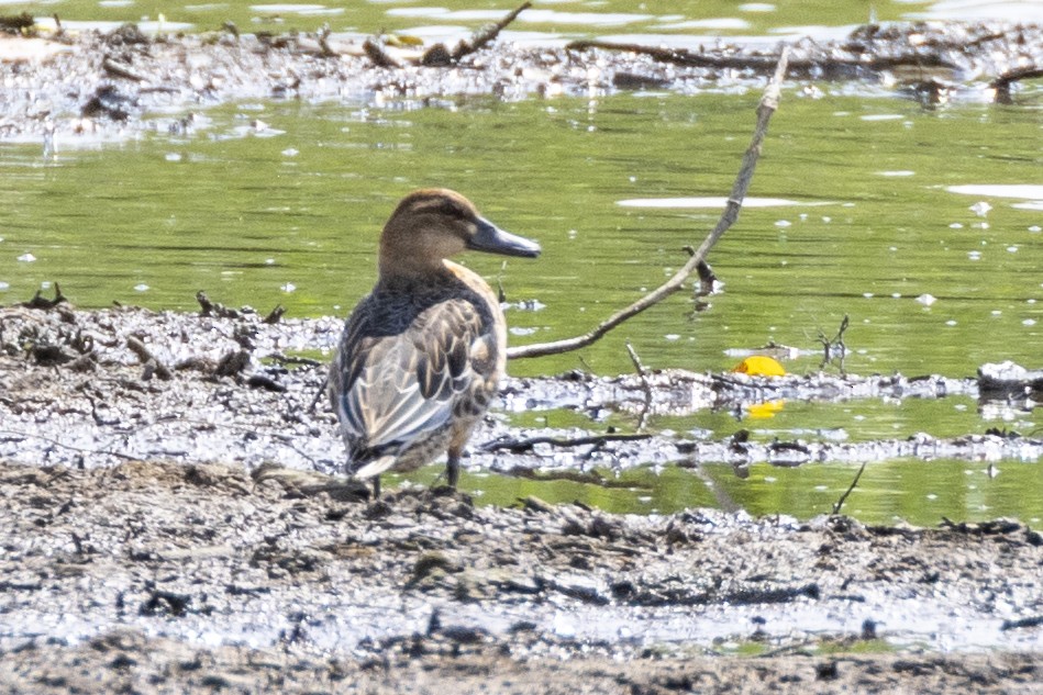 Garganey - ML623326657