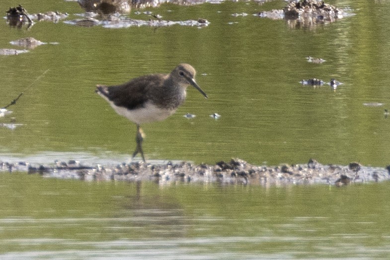 Green Sandpiper - Charlie Bostwick