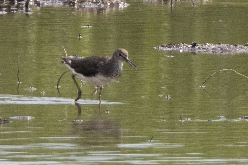 Green Sandpiper - ML623326665