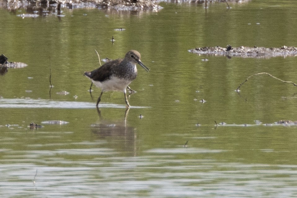 Green Sandpiper - Charlie Bostwick