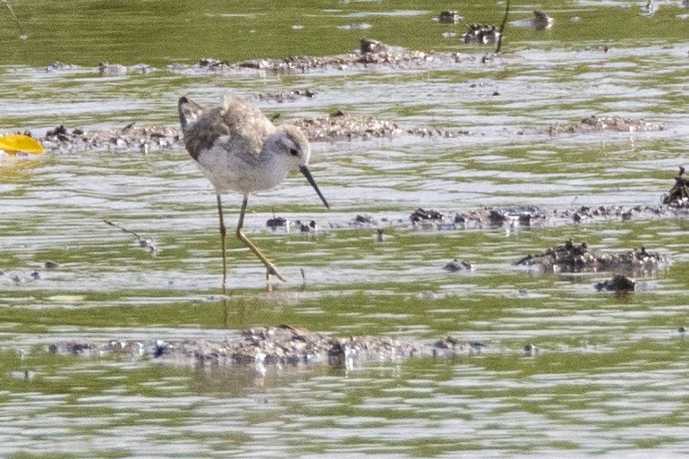 Marsh Sandpiper - ML623326673