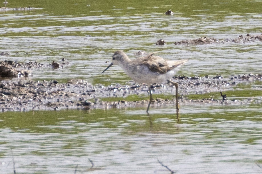 Marsh Sandpiper - ML623326674