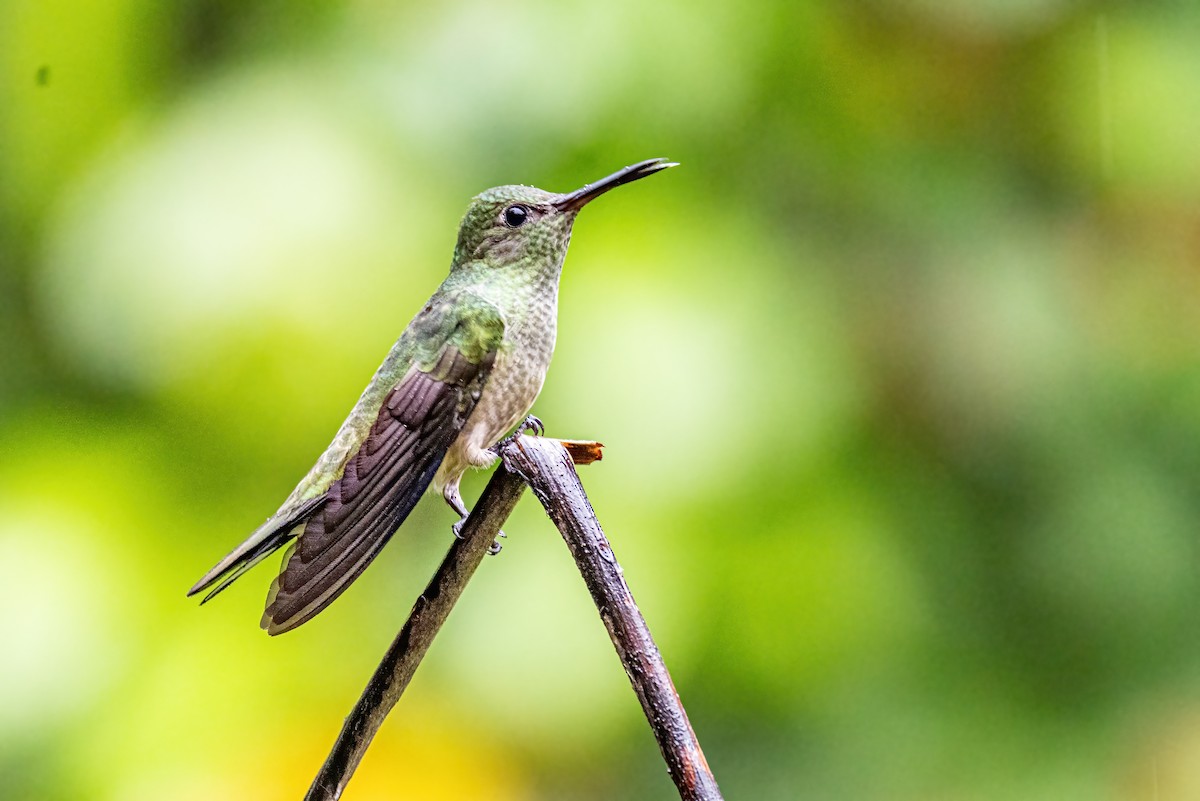 Scaly-breasted Hummingbird - ML623326700