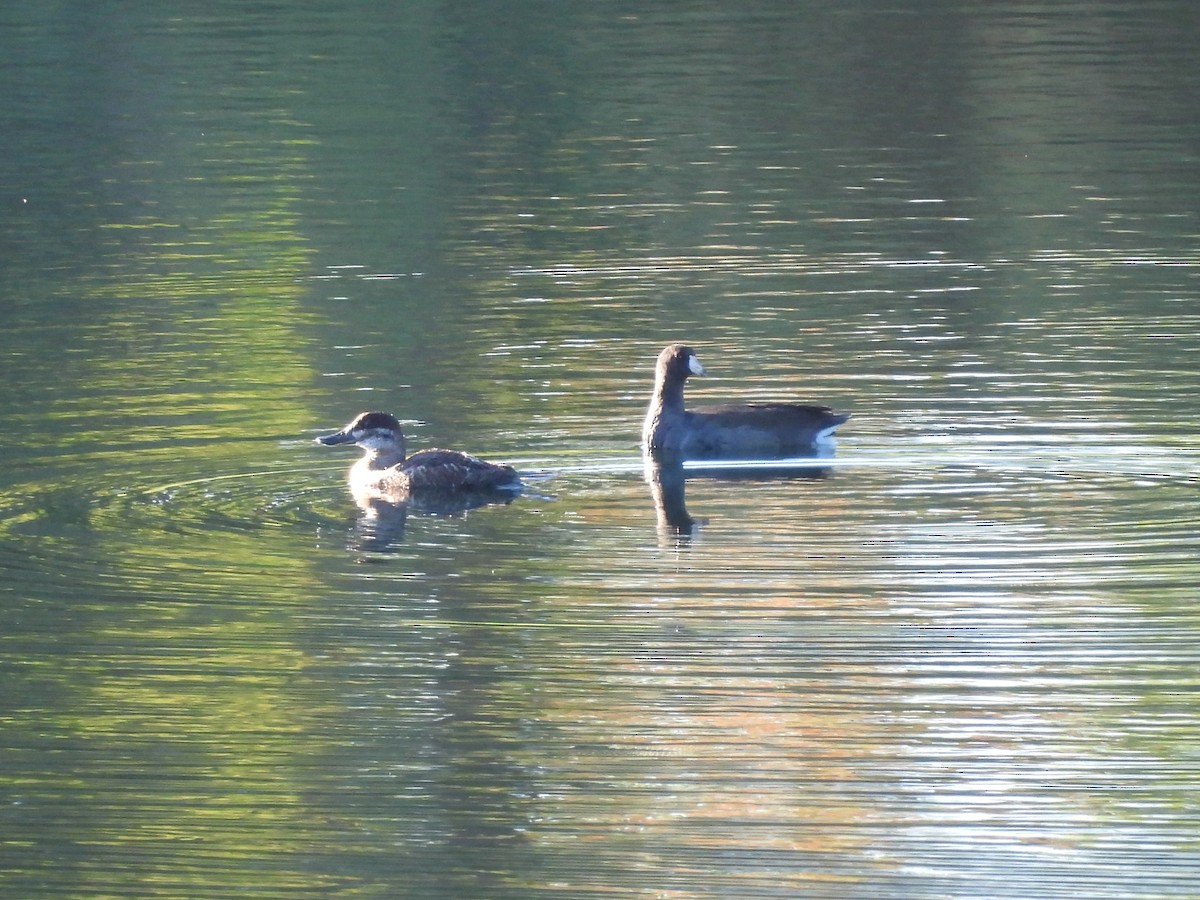 Ruddy Duck - ML623326722